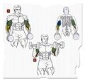 Biceps2.jpg